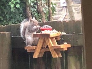 squirrel